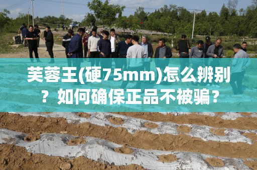 芙蓉王(硬75mm)怎么辨别？如何确保正品不被骗？